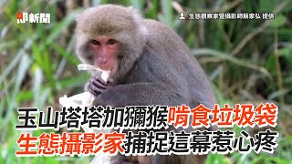 玉山塔塔加獼猴啃食垃圾袋　生態攝影家捕捉這幕惹心疼｜生態｜塑膠｜汙染