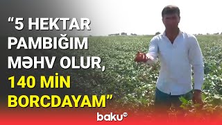 Biləsuvarda pambıq əkən fermerlərin narazılığı