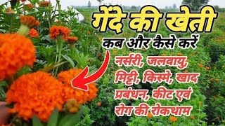 गेंदे की खेती कैसे करें // Genda ki kheti // Marigold farming