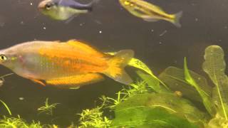 How to keep Rainbow Fish in a high light planted aquarium; The \