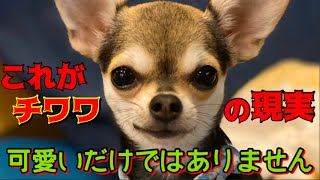 反省してるの❓凄い剣幕で怒られても懲りない子犬のチワワ