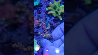 TCK Balrog Acropora