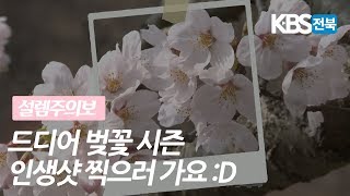 벚꽃 개화시기 전북에서는 어디갈까?