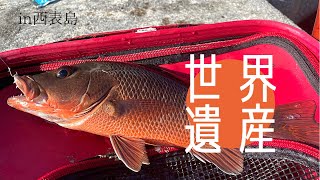 【西表島】大原港でフカセ釣り！