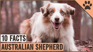 Australian Shepherd - Top 10 Facts | Dog World