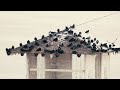 episode 5 في خلقه شؤون pigeon episode