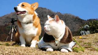 Goro \u0026 Cat / 猫とコーギー Goro@Welsh corgi dog にゃんこ 犬 わんこ