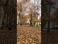 autumn in kashmir kashmir autumnleaves autumn leaves maple winter