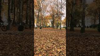 Autumn in Kashmir     #kashmir #autumnleaves #autumn #leaves #maple #winter