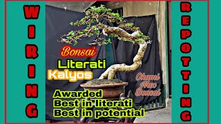 How to make a bonsai literati - bonsai trees for beginners