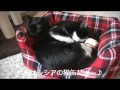 【猫かわいい】寒い日は仲良く猫団子が温かい♪