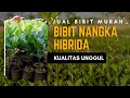 Bibit nangka hibrida murah @ 30.000