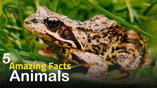 5 of the most amazing facts about animals