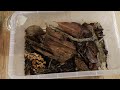 let s unbox some isopods crystal pineapples u0026 zebras