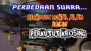 Perbedaan suara perkutut lokal alam dengan krosing