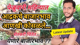 आद्रकचे बाजारभाव कोसळले,शेतकरी चिंतेत्..😟😟 जाणून घ्या सध्याचे नवीन बाजारभाव ....