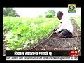 madhu kasbe dd news akola गुलाबी बोंड आळी चा शिरकाव