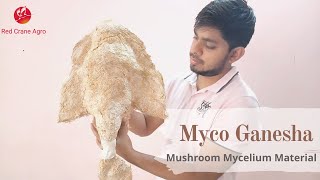 Myco Ganesha: How mushroom mycelium can be used in sculpture making (in Hindi).