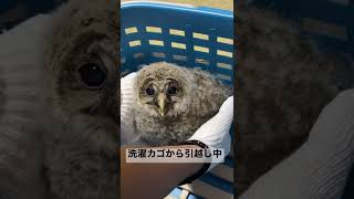 フクロウの赤ちゃんを保護した日③