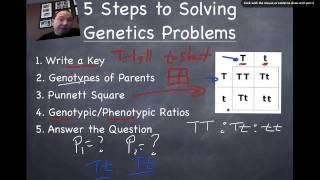 Punnett Squares 101