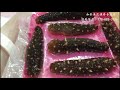 17条版野生阿拉斯加红海参泡发—【maybel话你知】17 sea cucumber soaking method