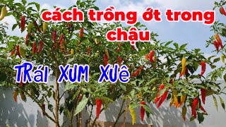 cách trồng cây ớt trong chậu cho trái xum xuê. 100% thành công.