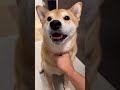 kylo the shiba gets brutally betrayed