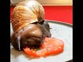 Snail eating a slice of tomato