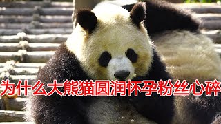 反差巨大！大熊猫爱宝怀孕满屏祝福，为啥园润怀孕一片心碎声呢？爱情的产物的熊猫只有福宝 ?