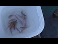 １２月１２日土曜日のサビキ釣果。すべてキャッチ＆リリース。hasil penangkapan ikan di tanggul di jepang.semua tangkap dan lepaskan.