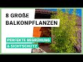 8 große Balkonpflanzen, die als Sichtschutz und zur Begrünung dienen