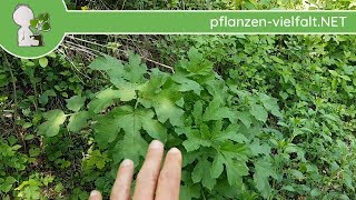 Wiesen-Bärenklau - Wuchs-Update - 28.04.18 (Heracleum sphondylium) - essbare Wildpflanzen bestimmen