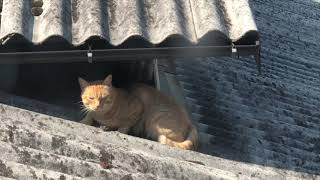 【癒しねこ】使徒(猫)、襲来に戸惑う猫達!? Cats confused to a sudden visitor cat!?- HD 720p