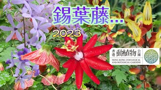 [輕輕鬆鬆，賞花遊蹤] 香港動植物公園 | 錫葉藤 | 黃花老鴉嘴 | 金鈴花 | 梅花 |  牛蹄豆 | 繡球樹 | 紅花西番蓮 | HK Zoological \u0026 Botanical Garden