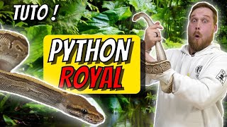 Le PYTHON ROYAL ! Comment BIEN s'en OCCUPER en terrarium BIOACTIF ! TRUCS \u0026 ASTUCES [ Ani' Mood ]