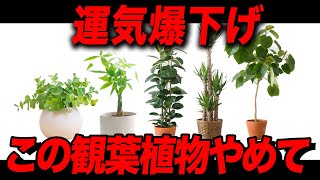 置くだけで金運爆下げの観葉植物！ここに注意して！