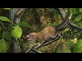 ancient human ancestors looked like squirrels