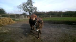 Donkey Halter training bull