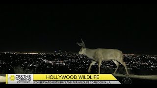 CBS This Morning - "Conservationists Buy Land for Wildlife Corridor in L.A."
