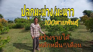 ปลูกมะม่วง100สายพันธุ์สร้างรายได้หลักหมื่น