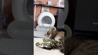 猫自動トイレ導入‼︎ ナレーションとBGMは4歳児がやりましたww #cat #猫トイレ #miruto