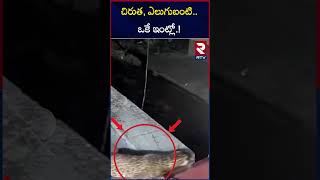 Leopard And Bear Roaming In Ooty Residential Area | చిరుత, ఎలుగుబంటి..ఒకే ఇంట్లో.! | RTV