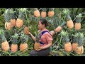 single mother Harvesting pineapples to sell at the market and looking for vegetables to feed pigs