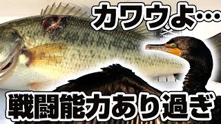 カワウ（川鵜）戦闘能力高すぎてブラックバス傷だらけ！〜手賀沼調査【カヤックに乗ってバス釣り/釣り人テキサス・ライト】