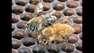 Brasserie Bees | European Honey Bee v Africanised Bee