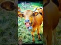 pani lao re 🐄😂 cow funny face funny cowcows animals cowcow cowcalf shorts video panilaore