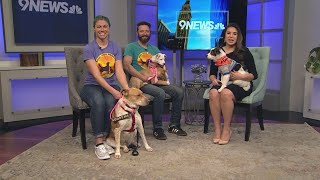 Petline9: Pumpkin and the gang are ready for their forever homes