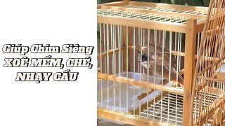 Giúp Chào Mào Siêng XOÈ MỀM, NHẠY CHÉ, NHẠY CẦU trong 1 Tuần