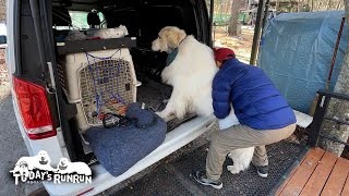 出発前は喜ぶのに車に乗る時はなぜか腰が思いアランです　Great Pyrenees　グレートピレニーズ