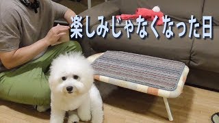 パクパクが楽しみじゃなくなった日！ビションフリーゼ